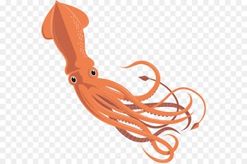 Giant squid Octopus Cephalopod Invertebrate - squid 
