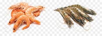 Giant tiger prawn Seafood Shrimp - Shrimp 