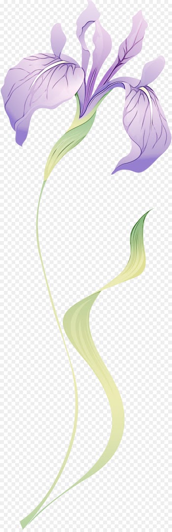 giant white arum lily arum plant flower anthurium