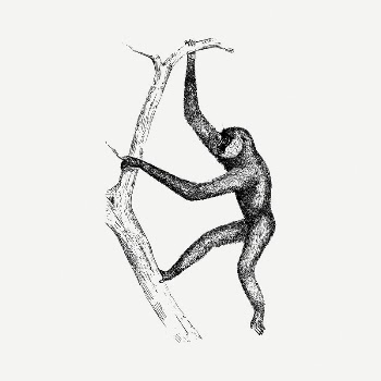 Gibbon monkey drawing, vintage illustration | Free PSD - rawpixel