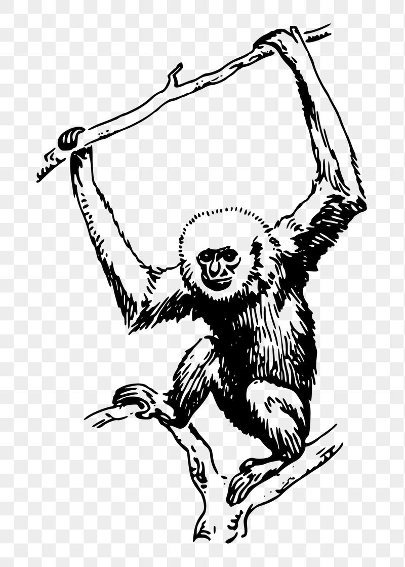 Gibbon png sticker illustration, transparent | Free PNG - rawpixel