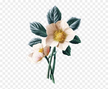 珍惜此刻的幸福 - Giclee Painting: Hulme's Christmas Rose, 61x41cm.