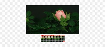 Gif Flower Colors Nature Rose Roses Transparent Color - Nature Colors Gif