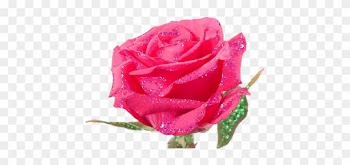 Gif Shortener - Rose