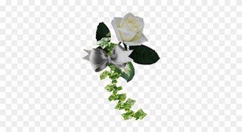 Gifs Roses - Tube Rose