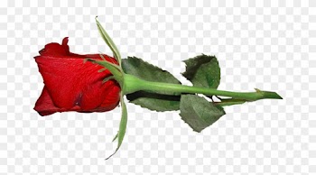 Gifs Y Fondos Paz Enla Tormenta ® - Garden Roses