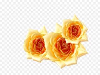 Gift Image Anniversary Flower Birthday - flower design 