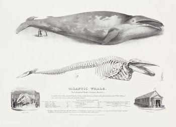 Gigantic Whale: The Greenland Whale (or Baloena Musculus), Blue Whale,.. | Free public domain illustration - 2334397