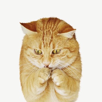 Ginger cat animal collage element | Free PSD - rawpixel