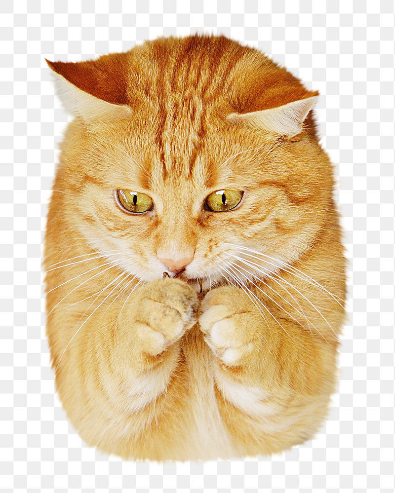 Ginger cat animal png sticker, | Free PNG - rawpixel