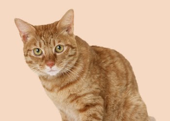 Ginger cat background, cute animal | Free Photo - rawpixel
