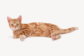 Ginger cat clipart, animal illustration | Free PSD - rawpixel
