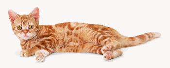 Ginger  cat  isolated | Free Photo - rawpixel