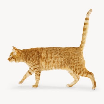 Ginger cat, pet isolated image | Free Photo - rawpixel