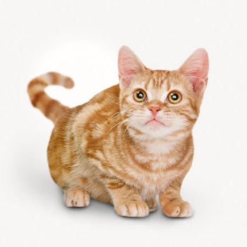 Ginger cat, pet isolated image | Free Photo - rawpixel
