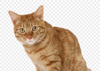 Ginger cat png, cute pet, | Free PNG - rawpixel