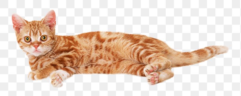 Ginger  cat  png | Free PNG - rawpixel