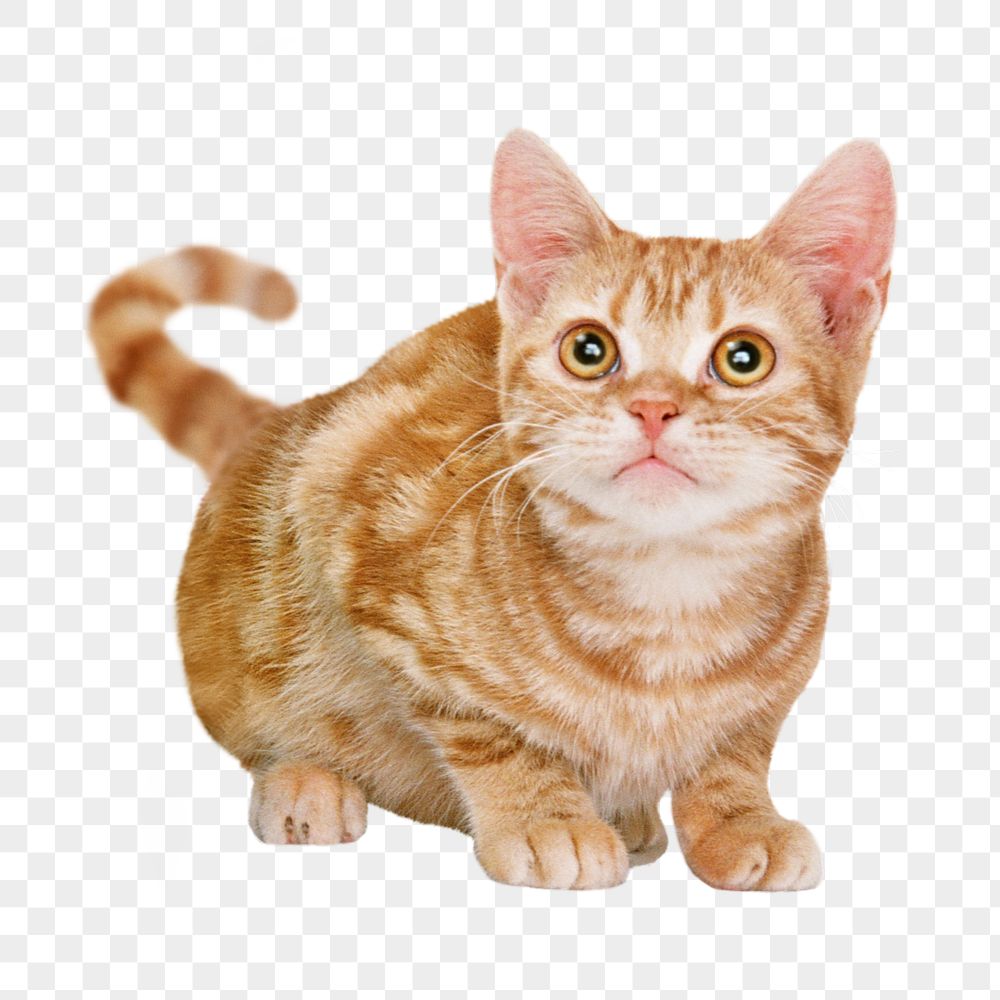 Ginger cat png sticker, pet | Free PNG - rawpixel