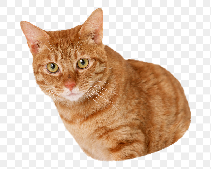 Ginger cat png sticker, transparent | Free PNG - rawpixel