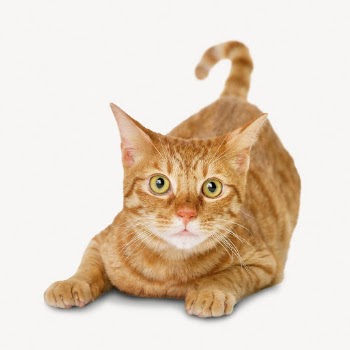 Ginger cat sticker, pet animal | Free PSD - rawpixel