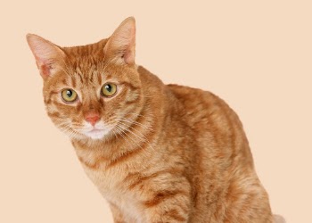Ginger cat sticker, pet design | Free PSD - rawpixel