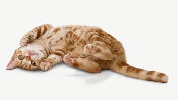 Ginger shorthair cat collage element | Free PSD - rawpixel
