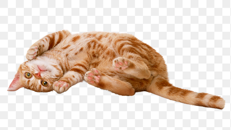 Ginger shorthair cat png sticker, | Free PNG - rawpixel