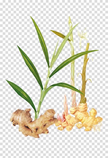 Ginger tea Vegetable, Chinese medicine ginger transparent background PNG clipart