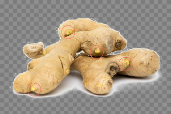 Ginger Transparent Images