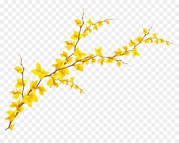Ginkgo biloba Leaf - Y-shaped branch 