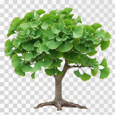 Ginkgo biloba tree isolated with white backgrouned