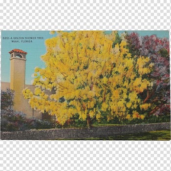 Ginkgo biloba Tree, tree transparent background PNG clipart