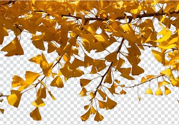 Ginkgo biloba Twig Tree, Ginkgo Tree transparent background PNG clipart