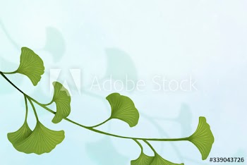 Ginkgo leaf background