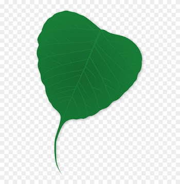 Ginko Leaf - Plants