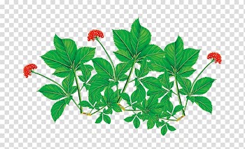 Ginseng tea Asian Ginseng, HD ginseng flower material transparent background PNG clipart