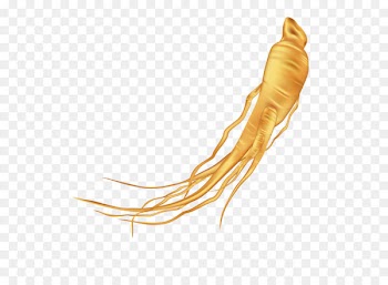 Ginseng vector diagram 