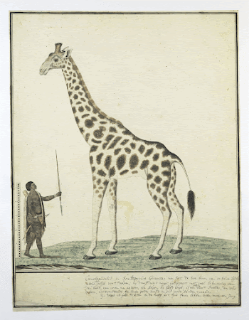 Giraffa Camelopardalis (Giraffe) (1779) painting | Free Photo - rawpixel