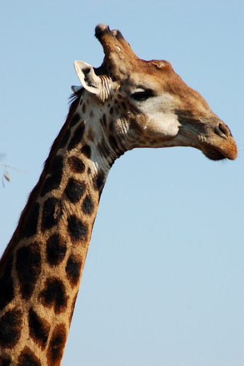 giraffa.jpg