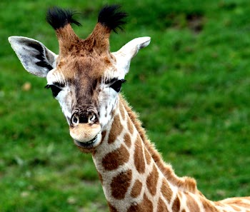 Giraffe_3987.JPG