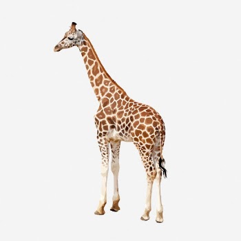 Giraffe animal clipart illustration. Free | Free Photo - rawpixel
