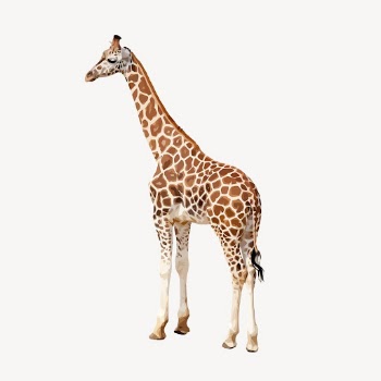 Giraffe animal clipart, wildlife illustration | Free Vector - rawpixel