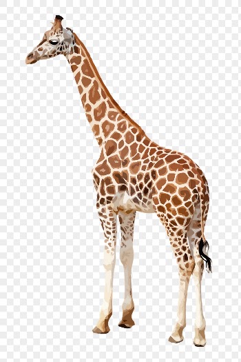 Giraffe animal png sticker illustration, | Free PNG - rawpixel