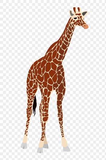 Giraffe animal png sticker illustration, | Free PNG - rawpixel