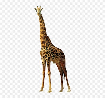 Giraffe, Animals, Nature, Africa, Animals In Nature - Жираф Png