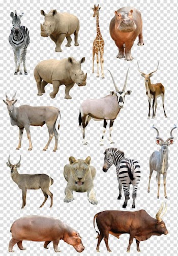 Giraffe Antelope Common eland Gemsbok , animal transparent background PNG clipart