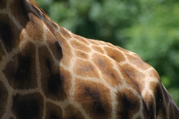 giraffe back during daytime