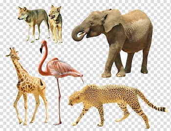 Giraffe Cheetah Tiger Dog Animal, animal transparent background PNG clipart