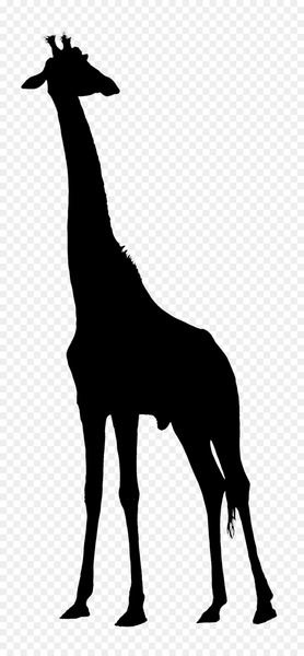 Giraffe Clip art Vector graphics Image Silhouette -  