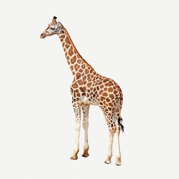 Giraffe clipart, animal collage element | Free PSD - rawpixel